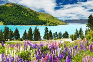 paisagem Nova Zelândia