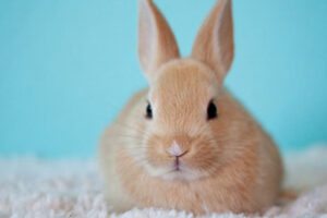 promocao pascoa gol passagens