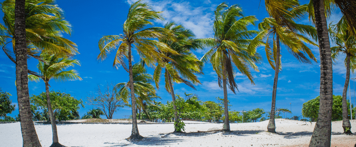 nordeste coqueiros praia