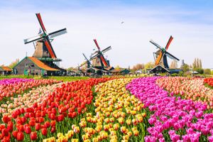 flores holanda