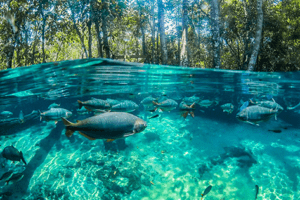 bonito peixes no rio