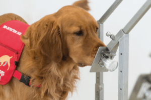 cao detectando doença