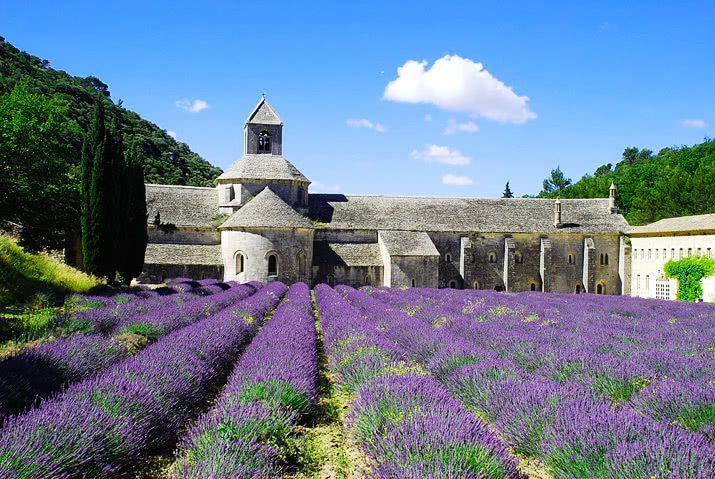 Campos de lavanda