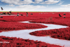 Praia vermelha na China