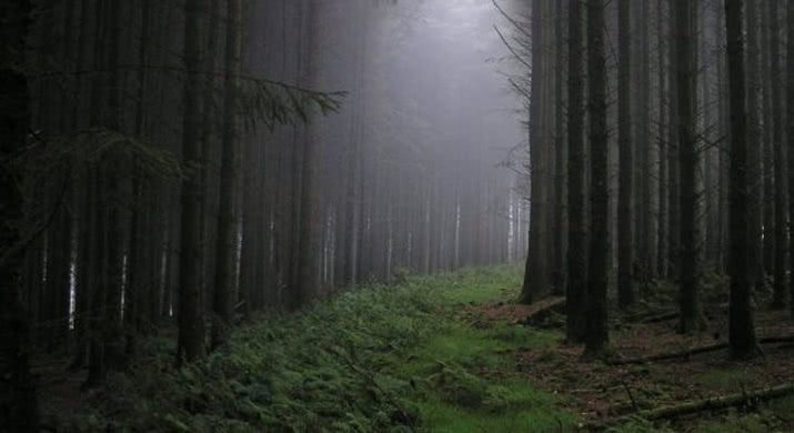 floresta romenia