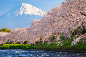 Cerejeiras no Japão
