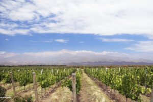 vinicola mendoza