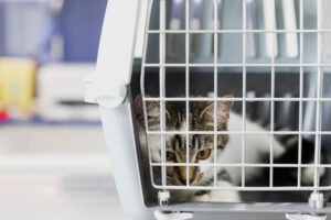 gato transporte de animais