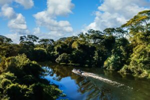 floresta brasil capa