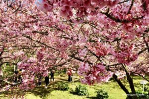 parque das cerejeiras ok