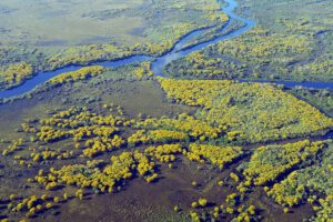 pantanal