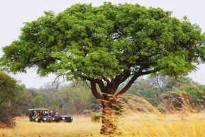 safari africa do sul capa