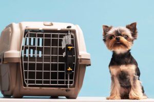 cachorro transporte aviao