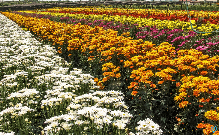 Flores em Holambra SP