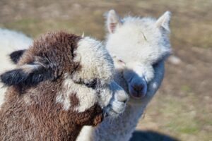 duas alpacas