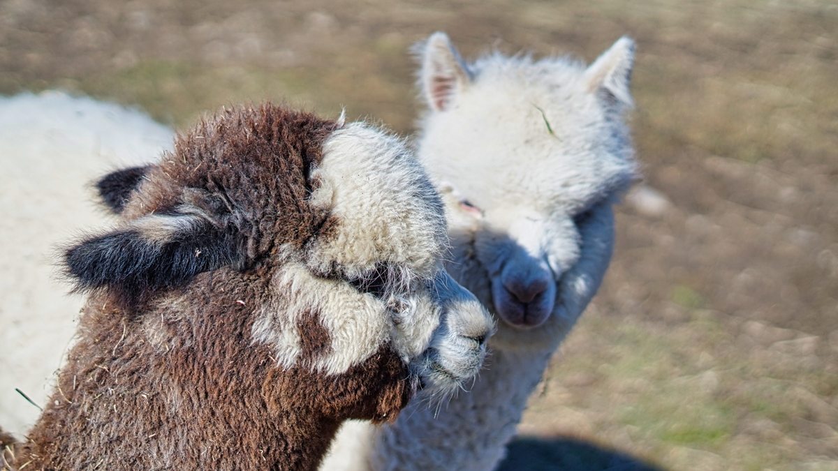 duas alpacas