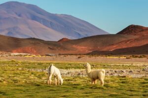 Lhamas no Deserto do Atacama