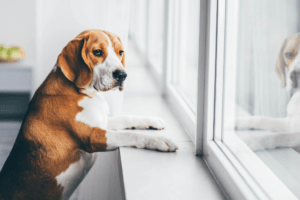 Cachorro sozinho em casa olhando pela janela